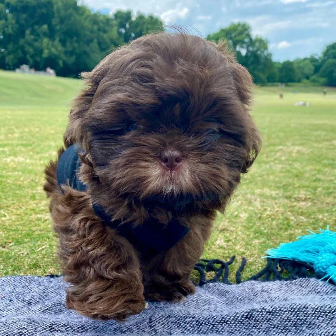 Charly — Male AKC Shih Tzu puppy, 11 weeks old