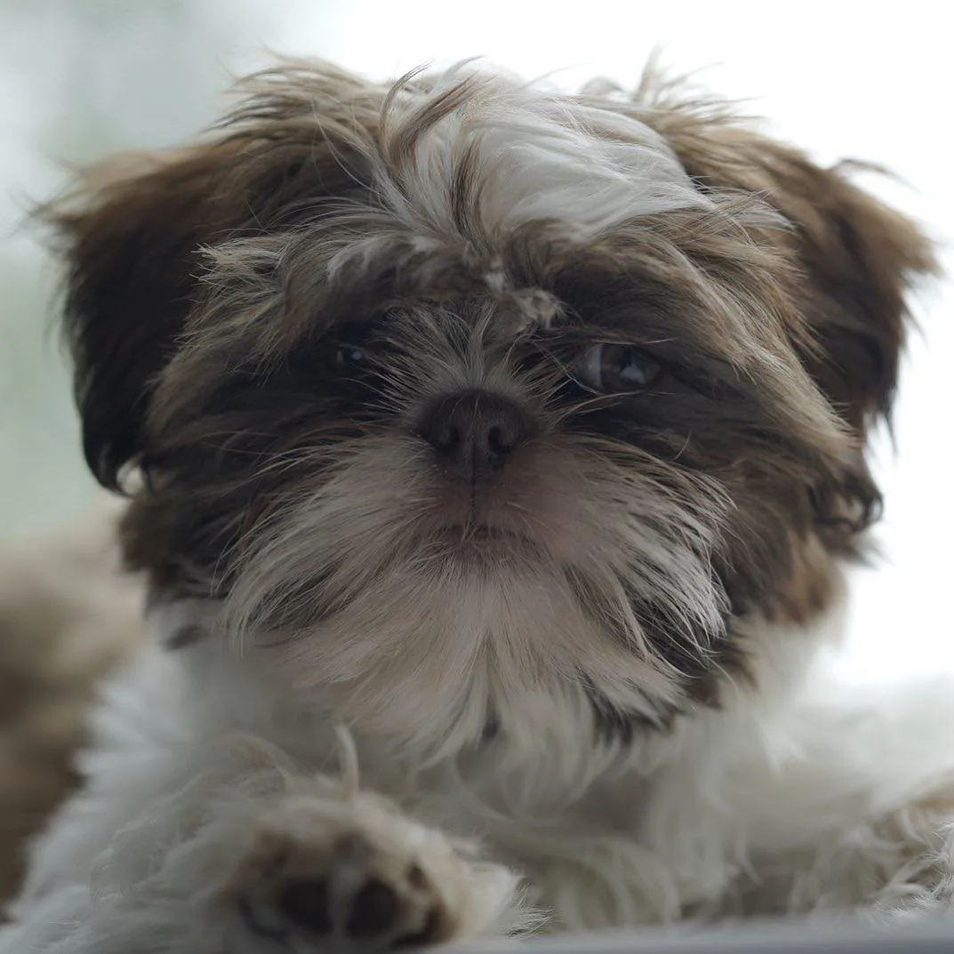 Mochi — Female AKC Shih Tzu puppy, 12 weeks old