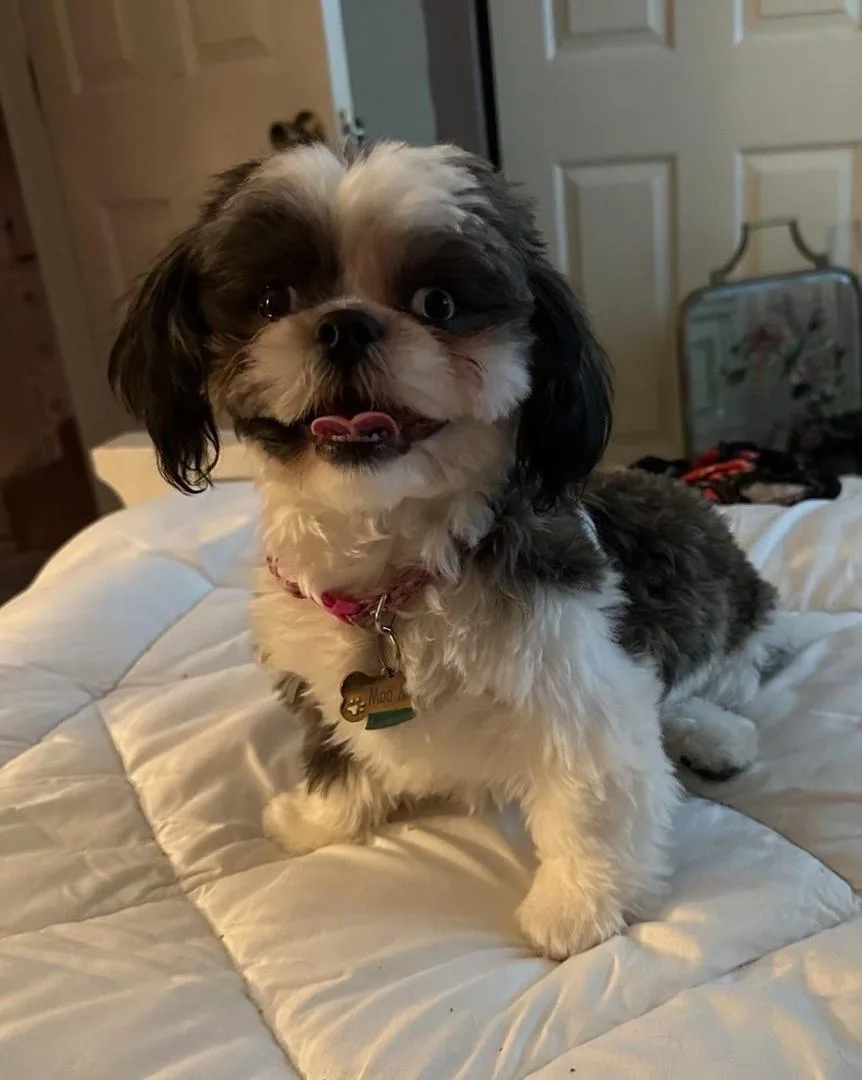 Moo — Female AKC Shih Tzu puppy, 11 weeks old