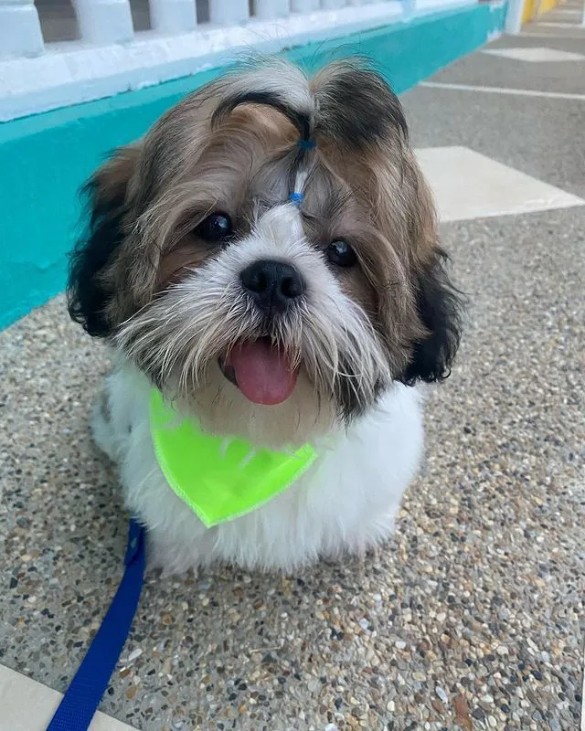 Murphy — Male AKC Shih Tzu puppy, 11 weeks old