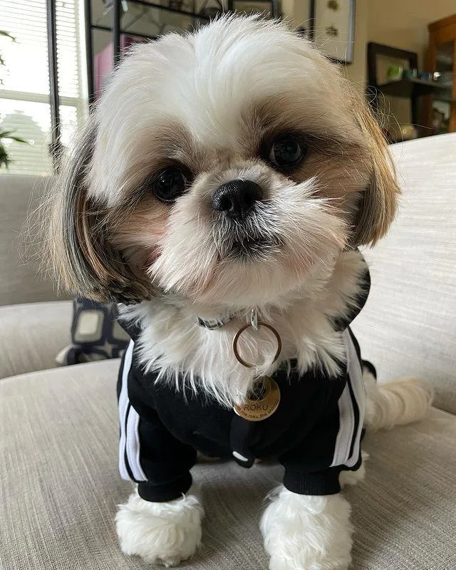 Roku — Male AKC Shih Tzu puppy, 12 weeks old