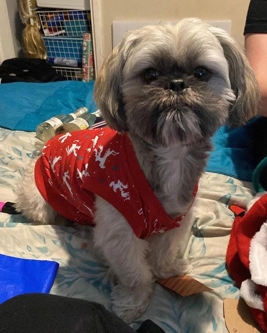 Sam — Male AKC Shih Tzu puppy, 12 weeks old