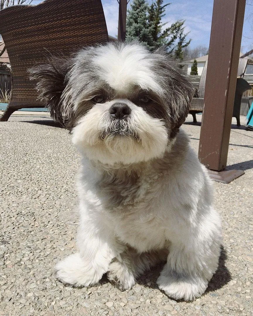 Teddy — Male AKC Shih Tzu puppy, 11 weeks old