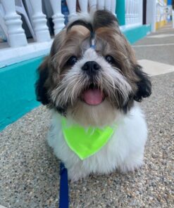Murphy